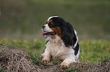 CAVALIER KING CHARLES 768